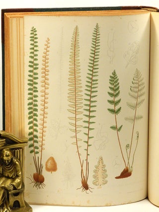 THE FERNS OF NORTH AMERICA: Colored Figures and Descriptions, with Synonymy and Geographical Distribution, of the Ferns of the United States of America and the British North American Possessions; Two Volumes.
