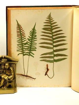 THE FERNS OF NORTH AMERICA: Colored Figures and Descriptions, with Synonymy and Geographical Distribution, of the Ferns of the United States of America and the British North American Possessions; Two Volumes.