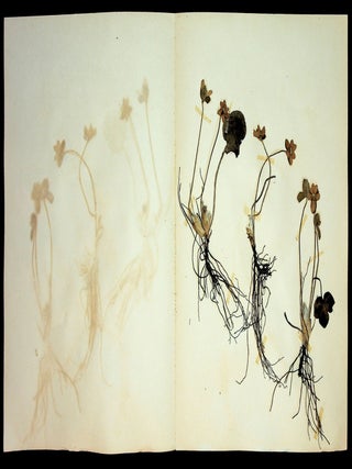 HERBARIUM AND PLANT DESCRIPTIONS.