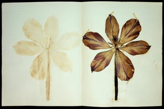 HERBARIUM AND PLANT DESCRIPTIONS.